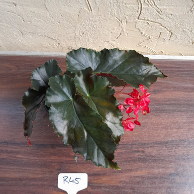 #R45 Begonia Unknown