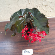 Load image into Gallery viewer, #R45 Begonia Unknown