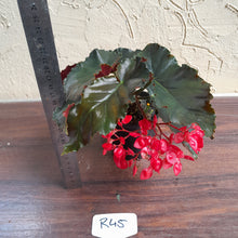 Load image into Gallery viewer, #R45 Begonia Unknown