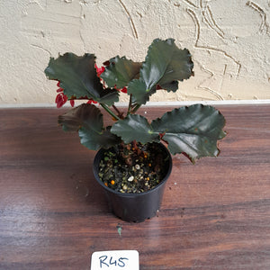 #R45 Begonia Unknown