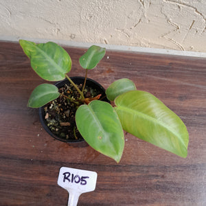 #R105 Philodendron Pulchrum