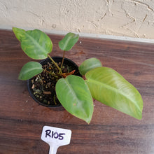 Load image into Gallery viewer, #R105 Philodendron Pulchrum