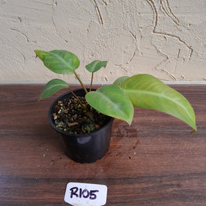 #R105 Philodendron Pulchrum