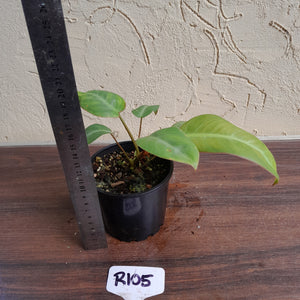 #R105 Philodendron Pulchrum