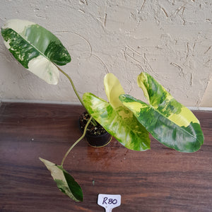 #R80 Variegated Philodendron Burle Marx