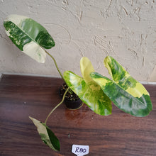 Load image into Gallery viewer, #R80 Variegated Philodendron Burle Marx