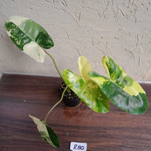 Load image into Gallery viewer, #R80 Variegated Philodendron Burle Marx