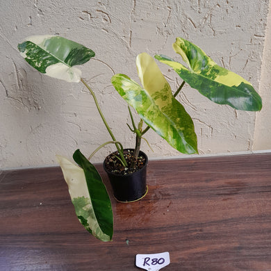 #R80 Variegated Philodendron Burle Marx