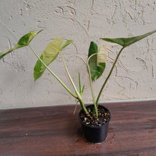 Load image into Gallery viewer, #R80 Variegated Philodendron Burle Marx