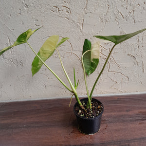 #R80 Variegated Philodendron Burle Marx