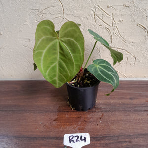 #R24 Anthurium Grande x Magnificum