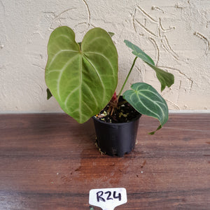 #R24 Anthurium Grande x Magnificum