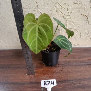 #R24 Anthurium Grande x Magnificum