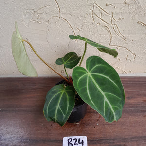 #R24 Anthurium Grande x Magnificum