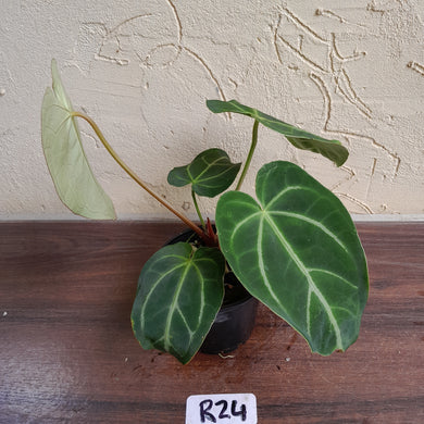 #R24 Anthurium Grande x Magnificum