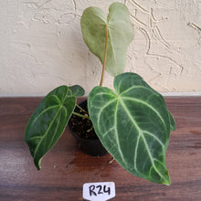 Load image into Gallery viewer, #R24 Anthurium Grande x Magnificum