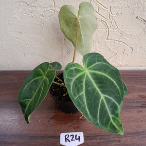 #R24 Anthurium Grande x Magnificum