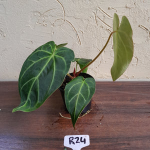 #R24 Anthurium Grande x Magnificum