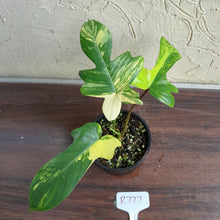 Load image into Gallery viewer, #R777 Philodendron Florida Beauty