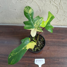 Load image into Gallery viewer, #R777 Philodendron Florida Beauty