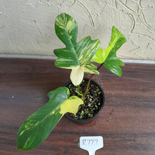 Load image into Gallery viewer, #R777 Philodendron Florida Beauty