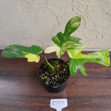 Load image into Gallery viewer, #R777 Philodendron Florida Beauty