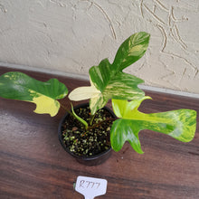 Load image into Gallery viewer, #R777 Philodendron Florida Beauty