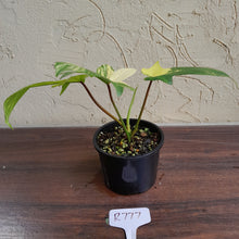 Load image into Gallery viewer, #R777 Philodendron Florida Beauty