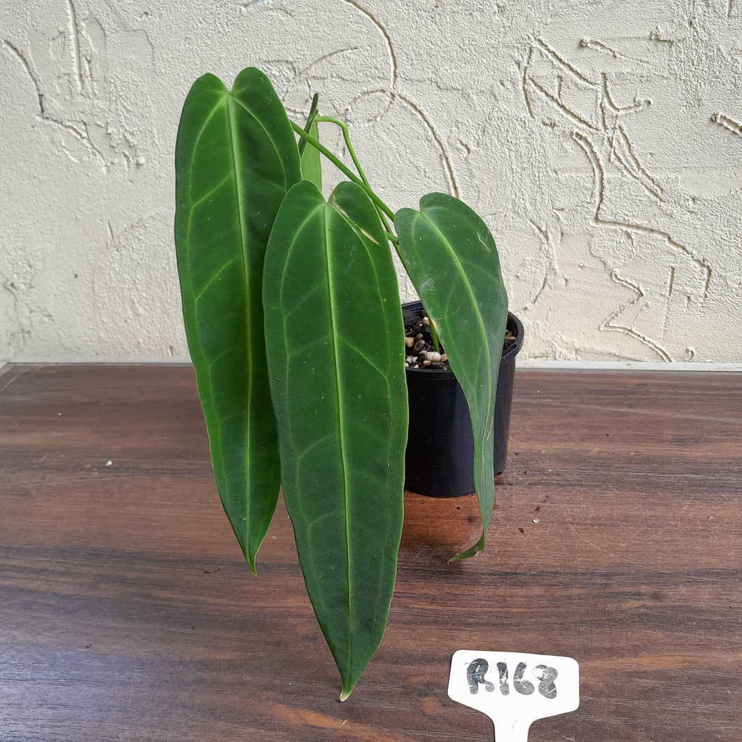 #R168 Anthurium Warocqueanum