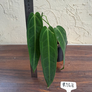 #R168 Anthurium Warocqueanum