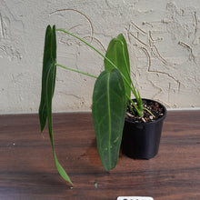 Load image into Gallery viewer, #R168 Anthurium Warocqueanum