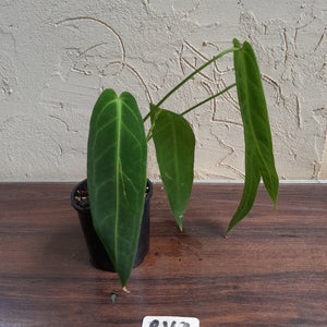 #R168 Anthurium Warocqueanum