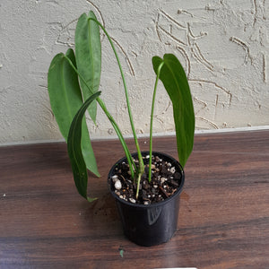 #R168 Anthurium Warocqueanum