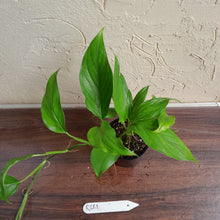 Load image into Gallery viewer, #R661 Monstera Acacoyaguensis