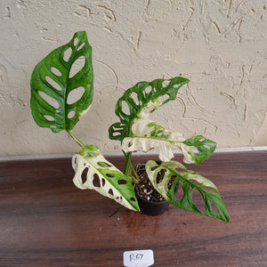 #R67 Variegated Monstera Adansonii