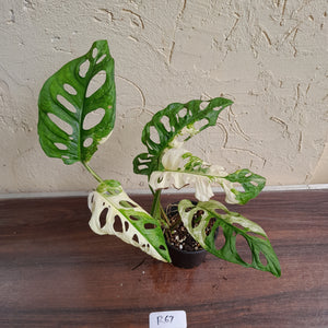 #R67 Variegated Monstera Adansonii