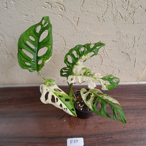 #R67 Variegated Monstera Adansonii