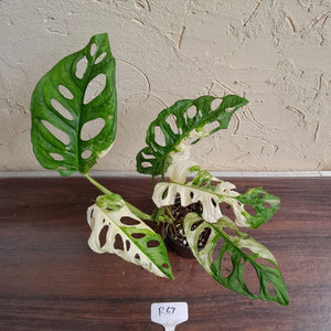 #R67 Variegated Monstera Adansonii