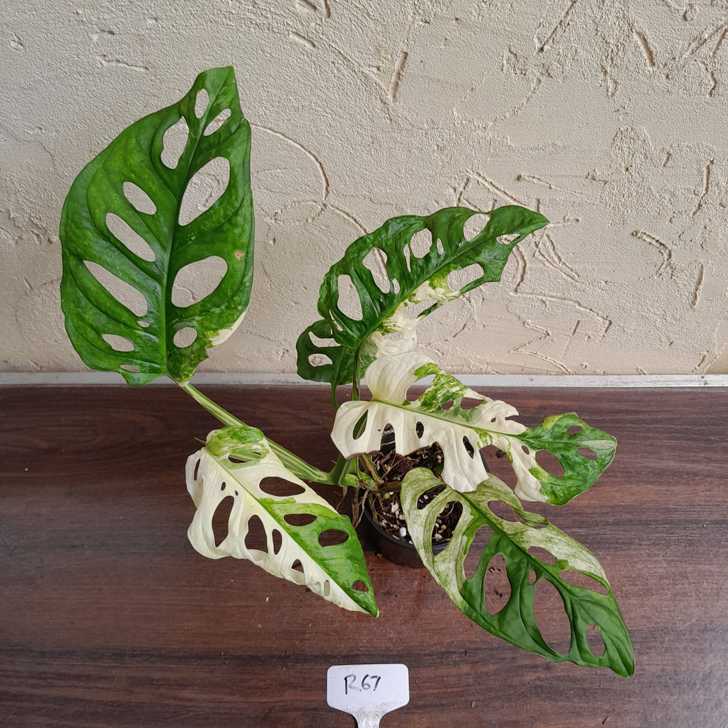 #R67 Variegated Monstera Adansonii