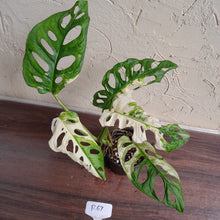 Load image into Gallery viewer, #R67 Variegated Monstera Adansonii