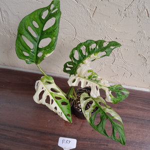 #R67 Variegated Monstera Adansonii