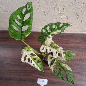 #R67 Variegated Monstera Adansonii