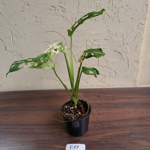 #R67 Variegated Monstera Adansonii