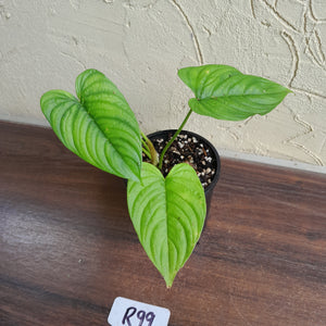 #R99 Philodendron Furcatum