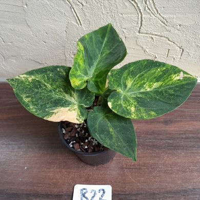 #R22 Variegated Anthurium Forgetii x