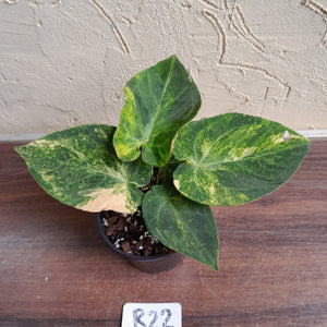 #R22 Variegated Anthurium Forgetii x