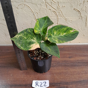 #R22 Variegated Anthurium Forgetii x