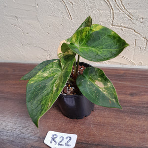 #R22 Variegated Anthurium Forgetii x