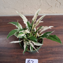 Load image into Gallery viewer, #R7 Spathiphyllum &#39;Monet&#39;