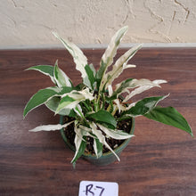 Load image into Gallery viewer, #R7 Spathiphyllum &#39;Monet&#39;